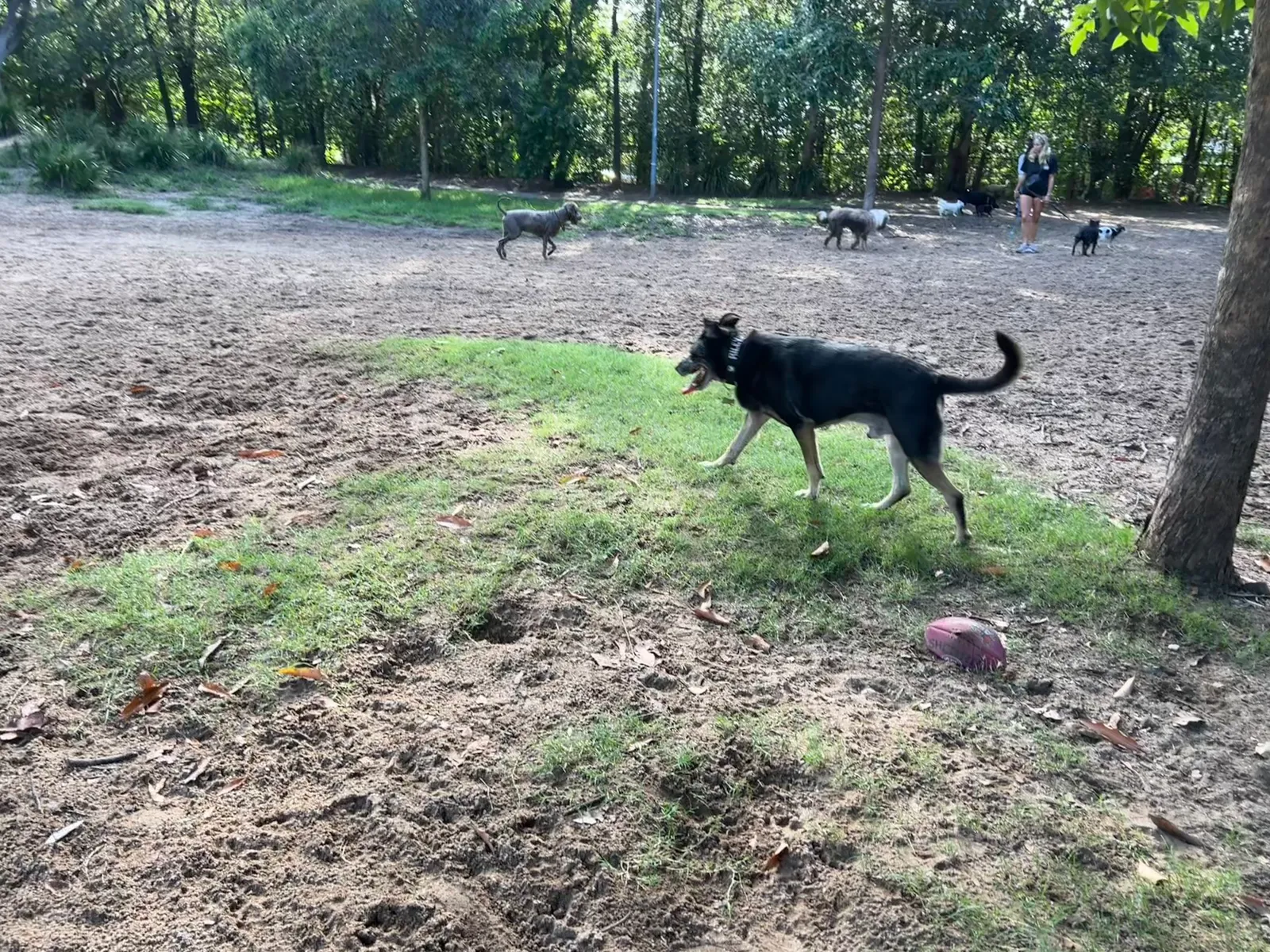 Enmore Fenced Dog Park park in Enmore