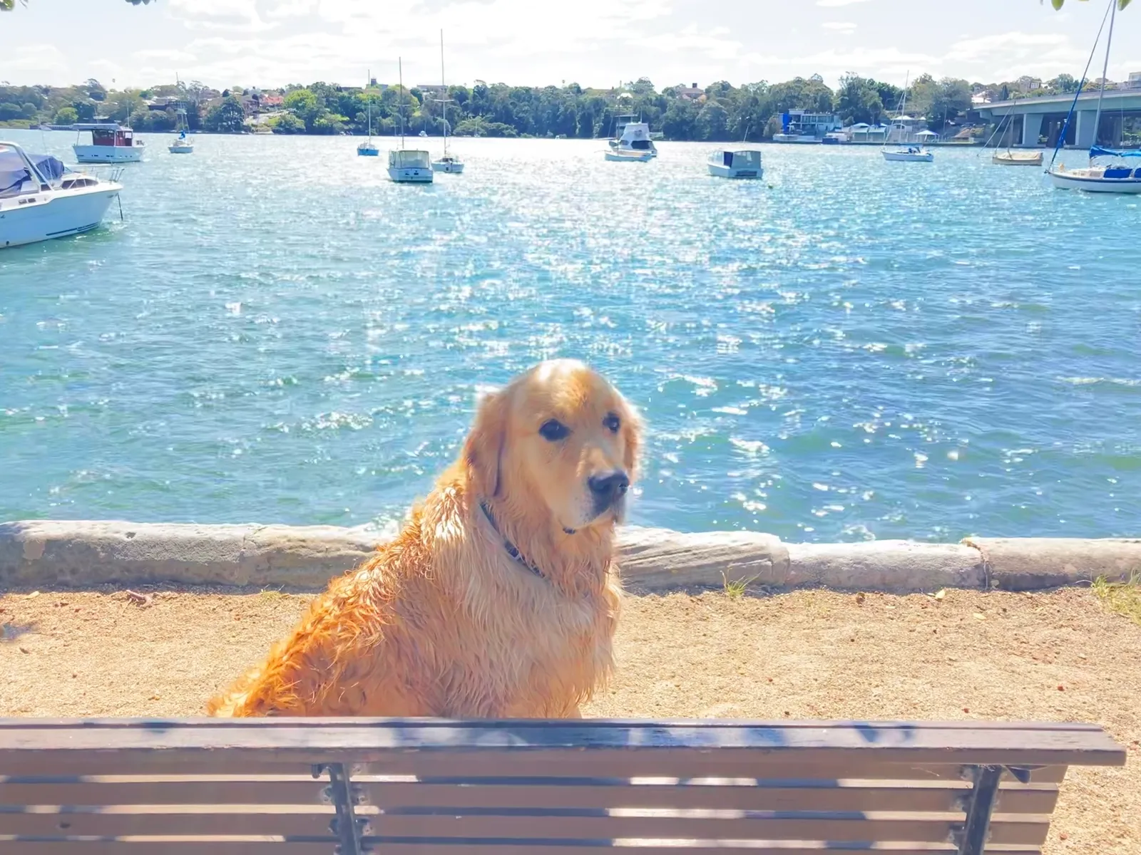 King George Park park in Rozelle