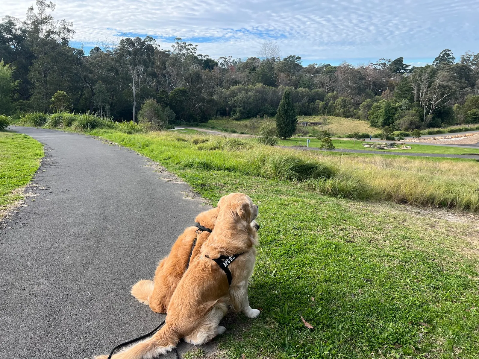 South Lawson Parklands park in Lawson
