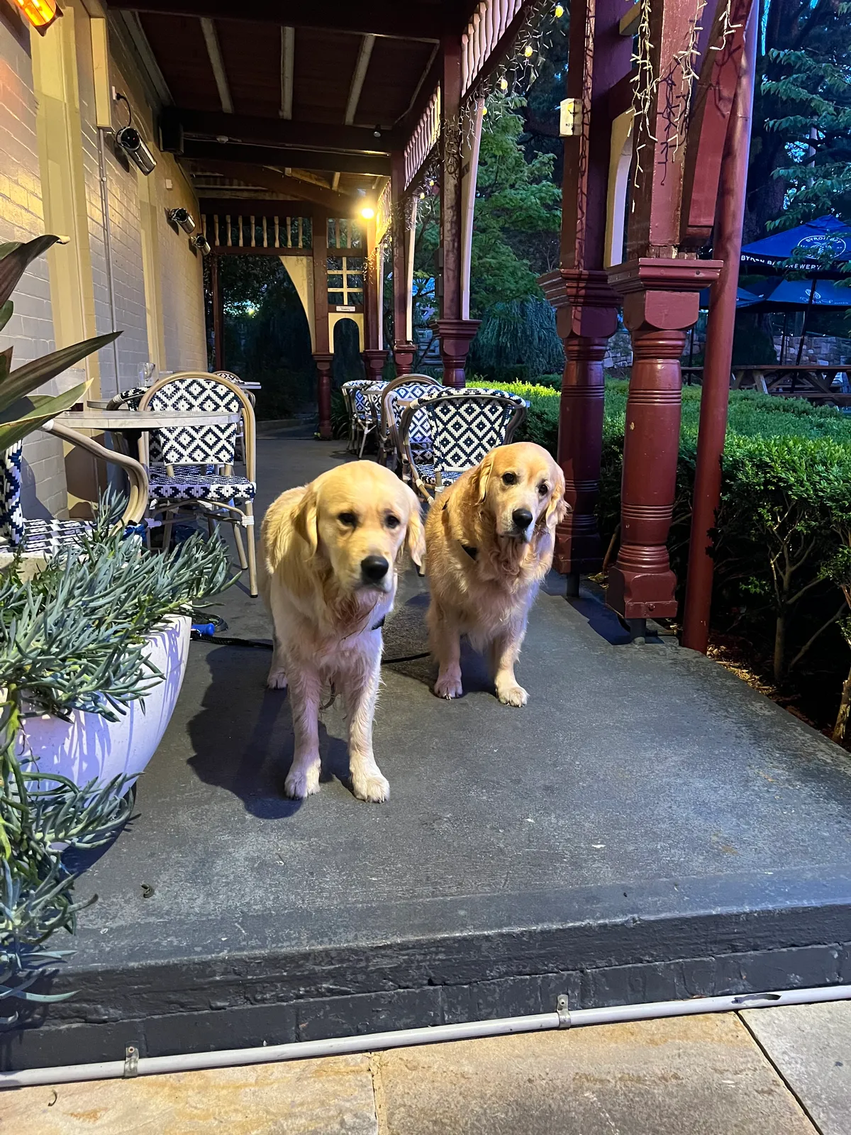Alexandra Hotel pub in Leura