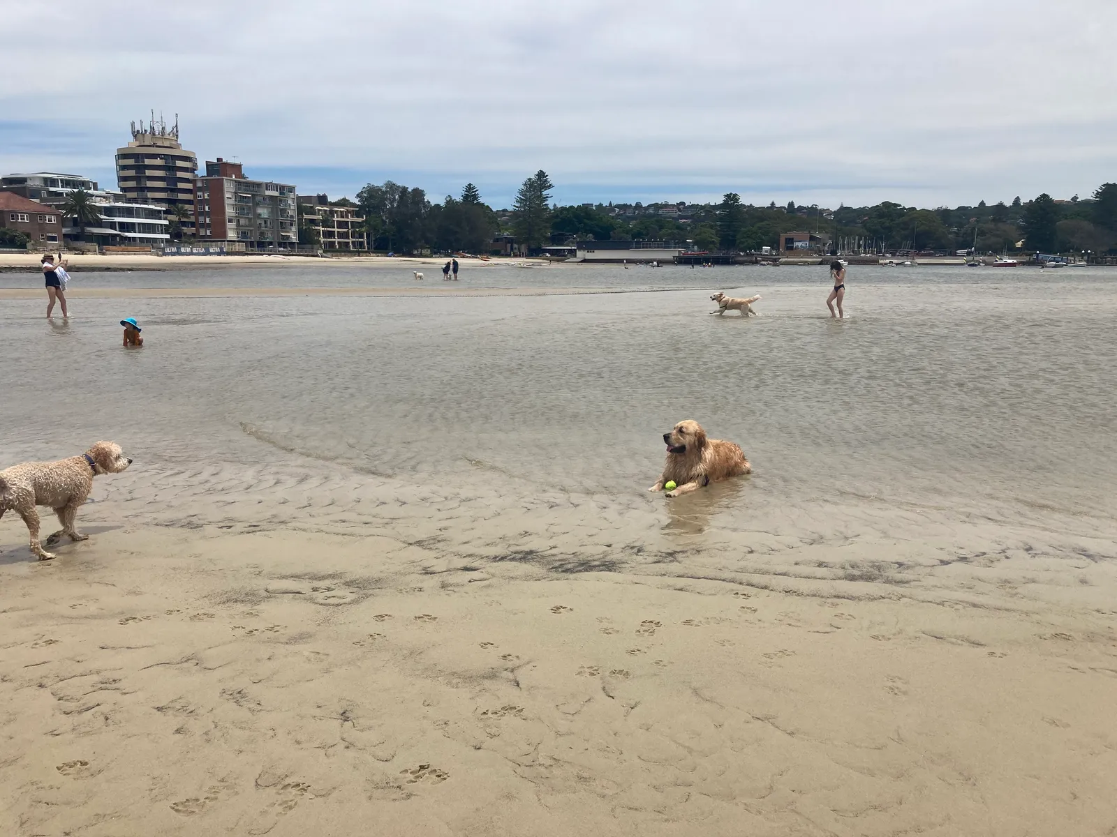 Rose Bay Beach beach in Rose Bay