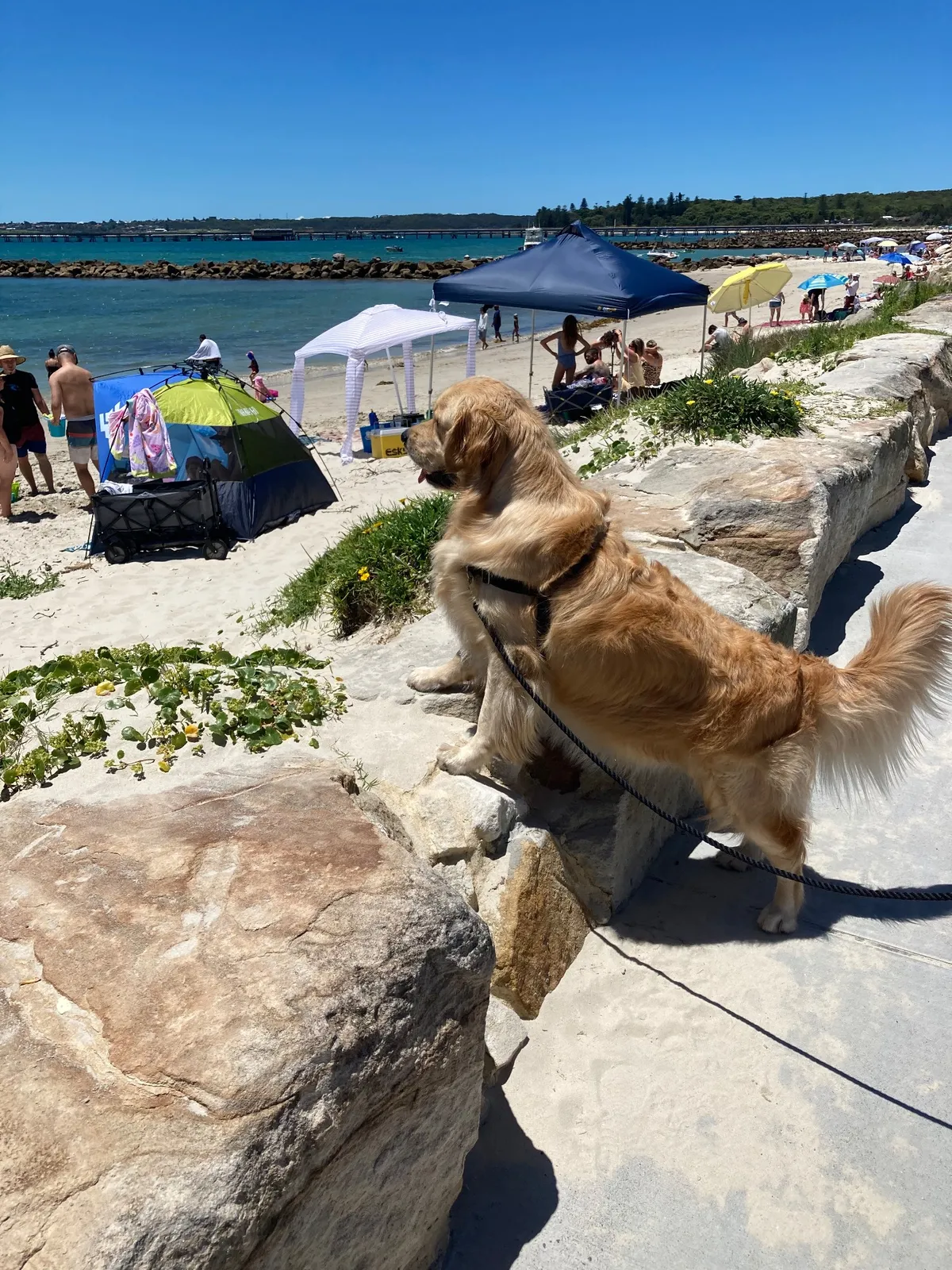 Kurnell Dog Beach beach in Kurnell