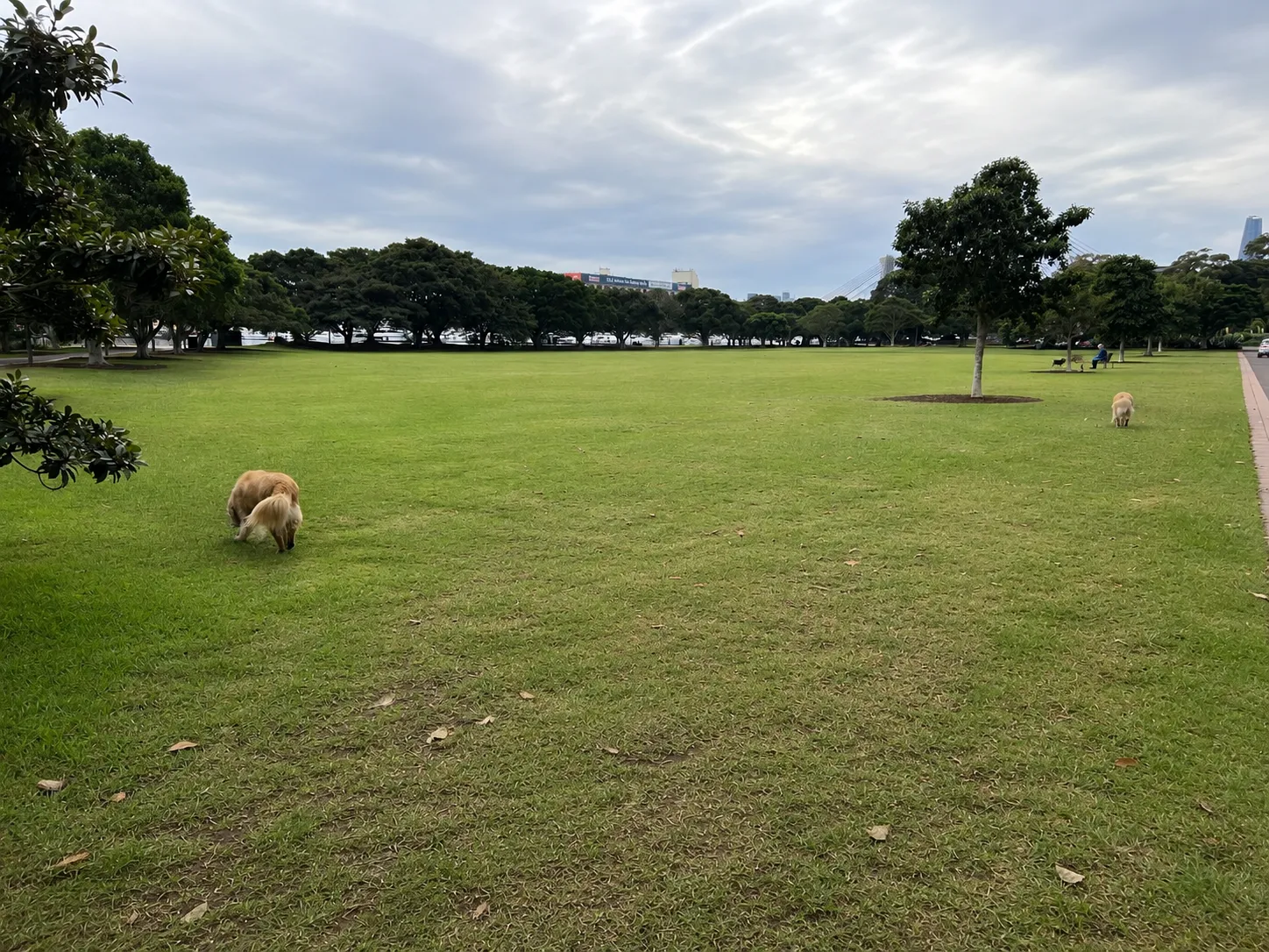 Bicentennial Park park in Glebe