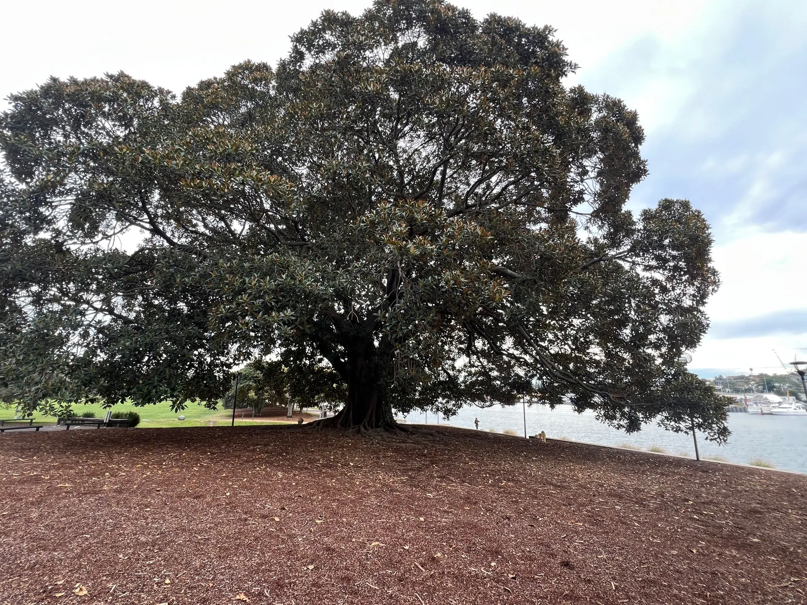 Glebe Fig Trees park in Glebe