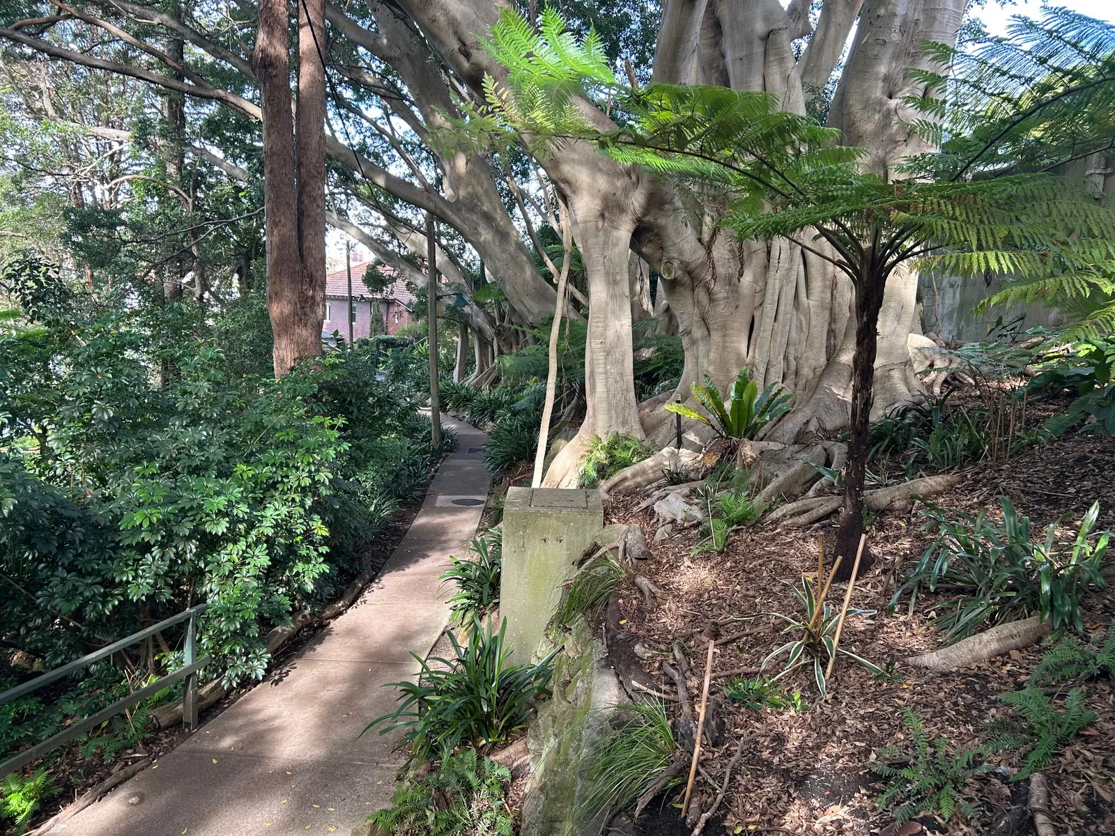 Harnett Park park in Cremorne Point