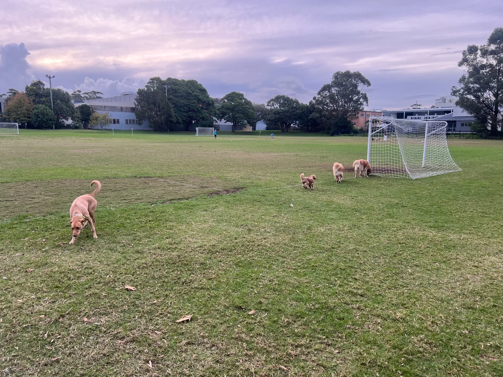 Manly West Park park in Balgowlah