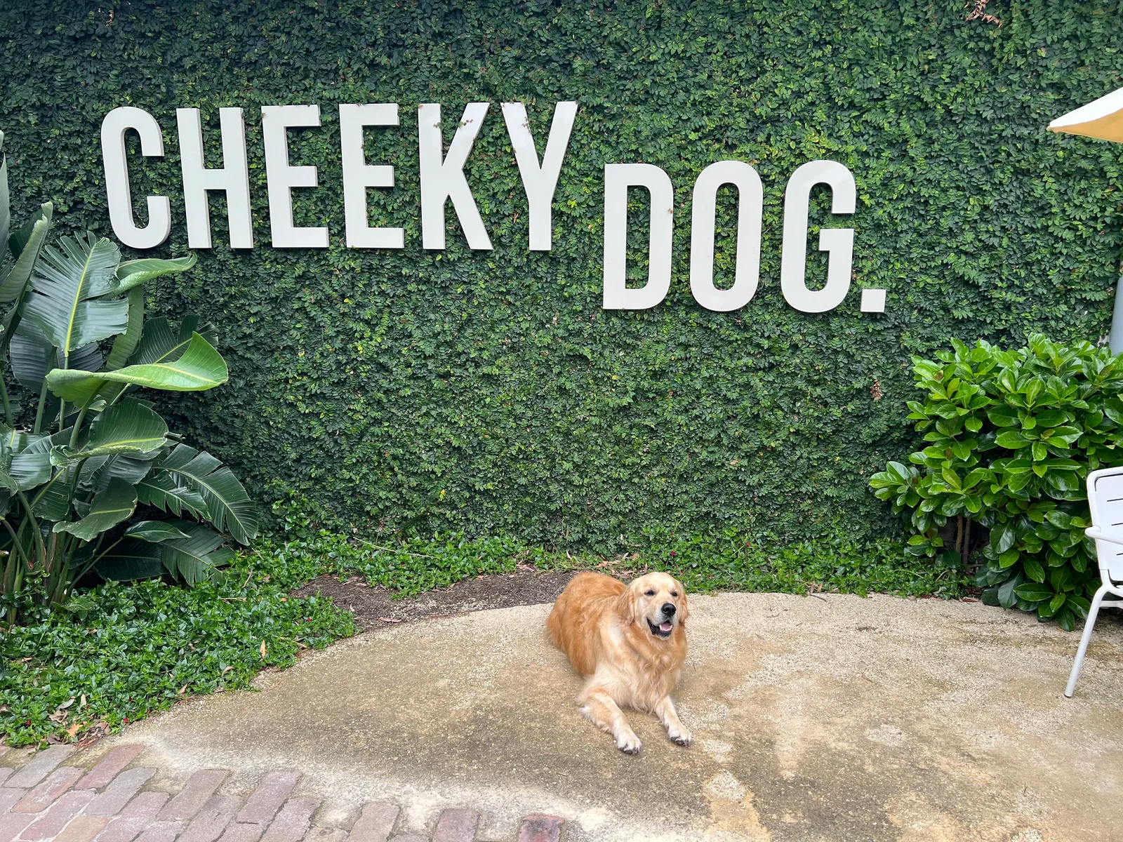 Cheeky Dog pub in Soldiers Point
