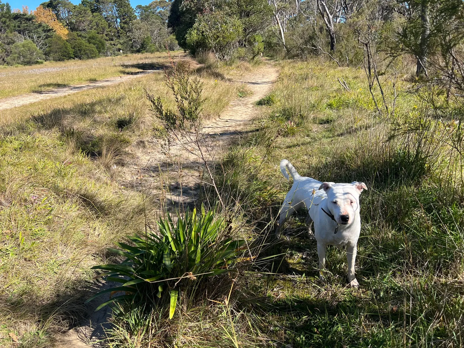 Old Hat Hill Airstrip park in Blackheath