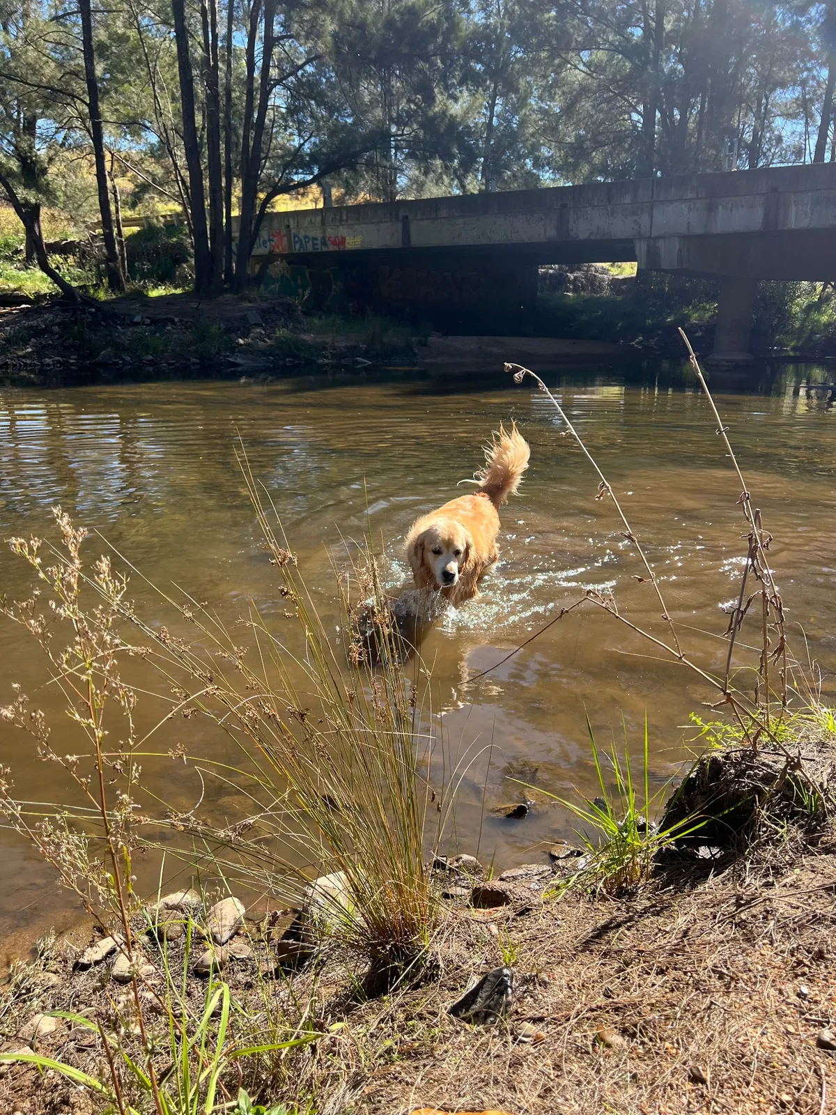 Duddawarra bridge park in Little Hartley